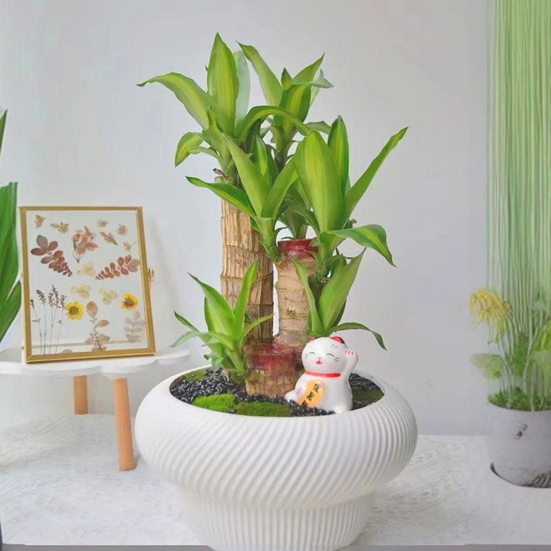 Joxipe Brazilian Wood Plants, Lucky Bamboo Plants for Indoor Office desktops, Wealth Brazilian Wood Potted Plants, mini Brazilian Desktop Decorations (3)